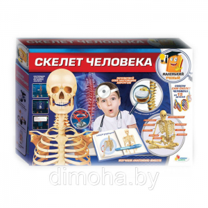 Игровой набор Опыты: Скелет человека, TXL-117-R